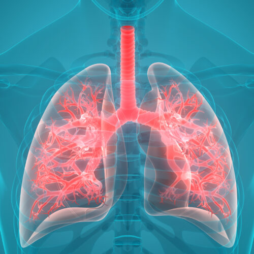 Lung-on-a-Chip Tech Gains Ground in Personalised Respiratory Research