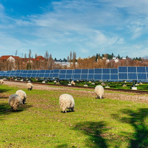 Coed Ely Solar Farm to Help Power Royal Glamorgan Hospital